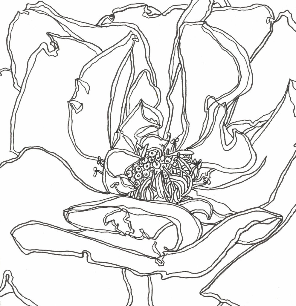 Rose Portrait 45