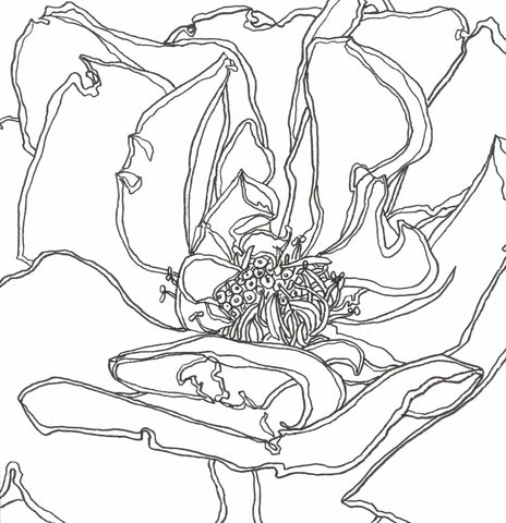 Rose Portrait 45