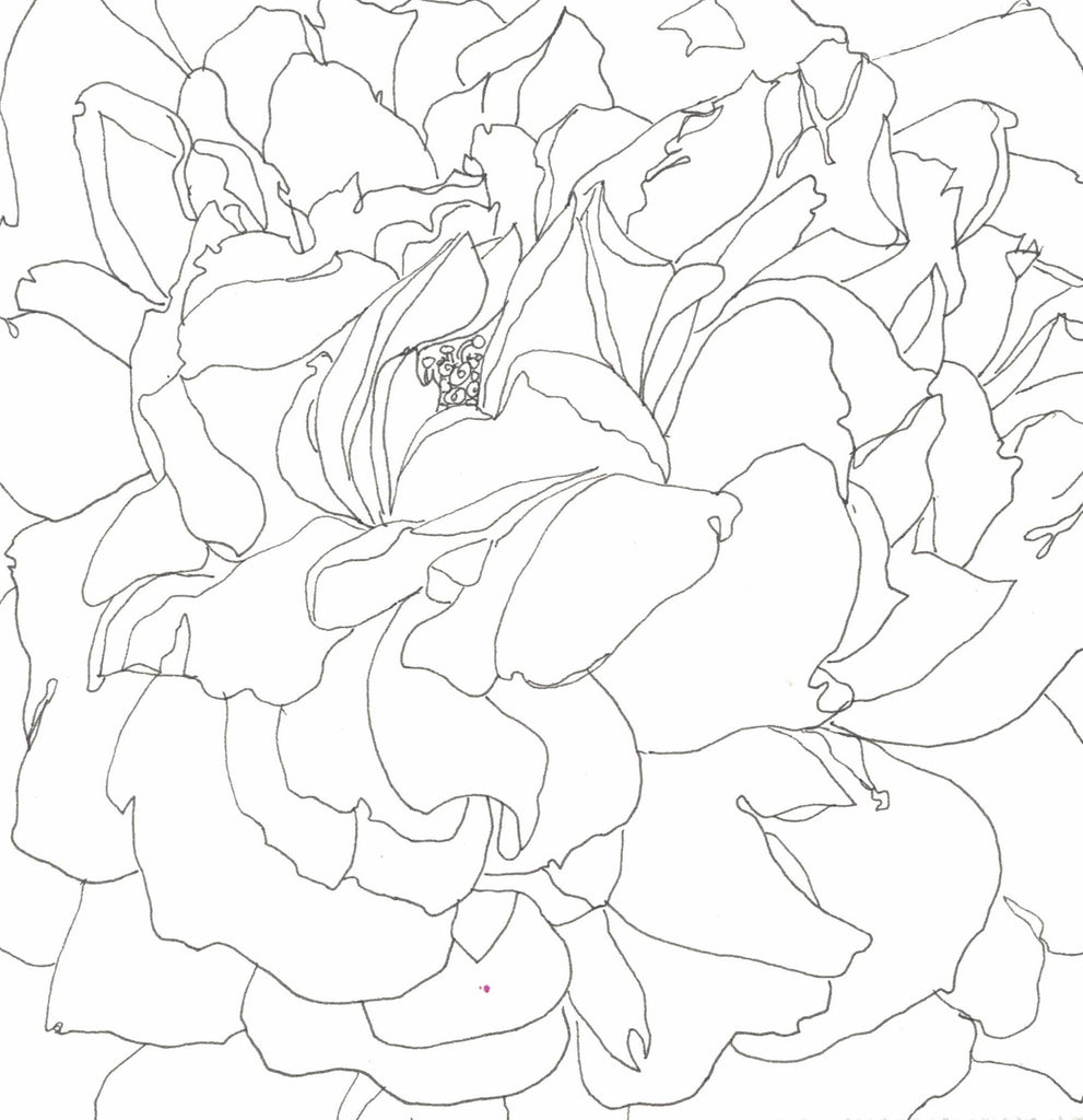 Rose Portrait 15