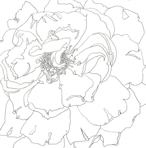 Rose Portrait 22