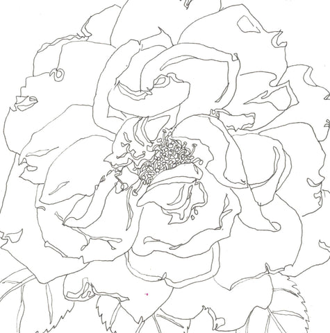 Rose Portrait 23