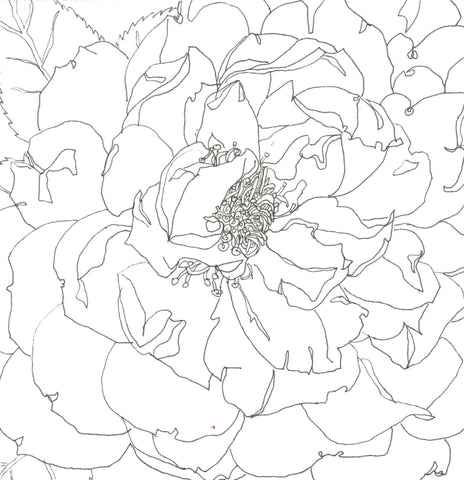 Rose Portrait 24