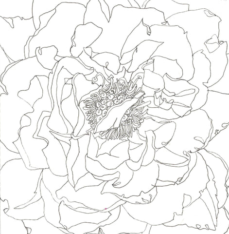 Rose Portrait 25
