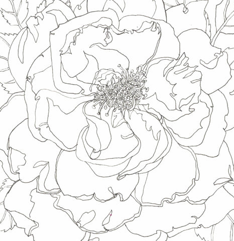 Rose Portrait 26