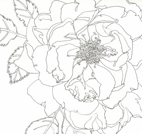 Rose Portrait 27