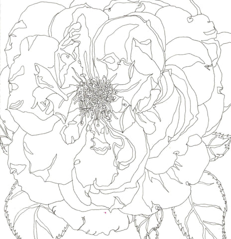 Rose Portrait 28