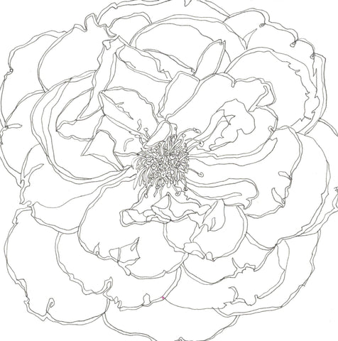 Rose Portrait 29
