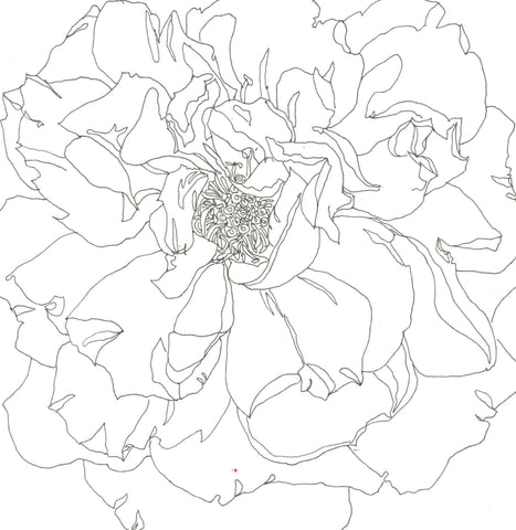 Rose Portrait 30