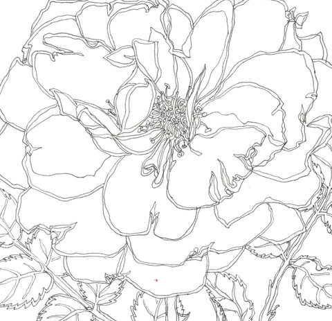 Rose Portrait 31
