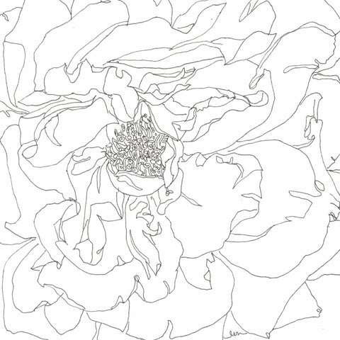 Rose Portrait 36