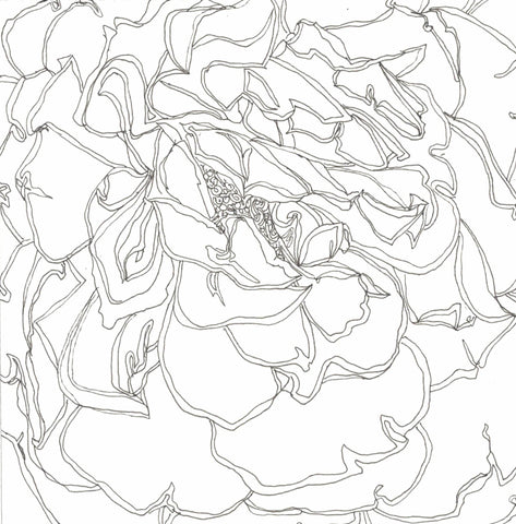 Rose Portrait 37