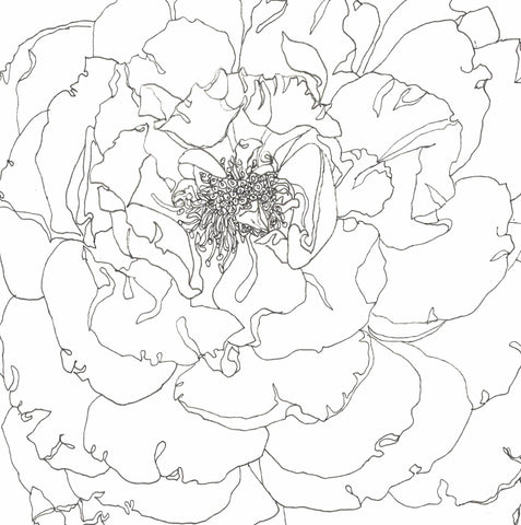 Rose Portrait 38
