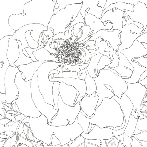 Rose Portrait 40