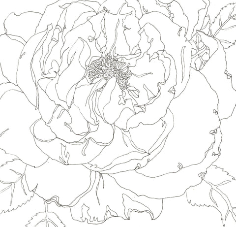 Rose Portrait 41