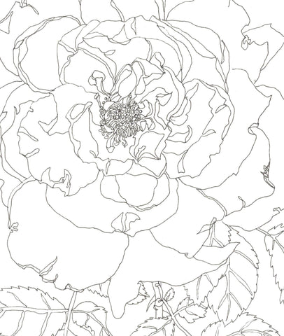 Rose Portrait 42