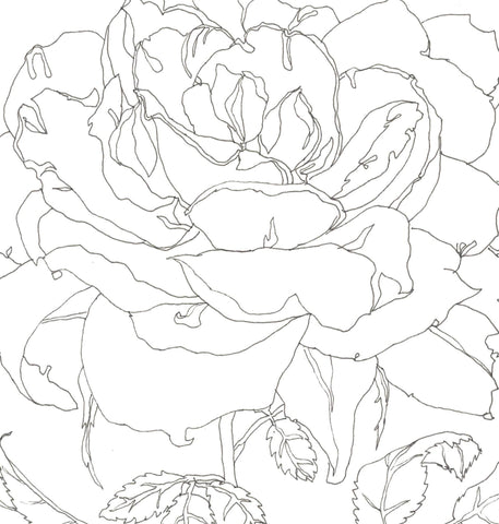 Rose Portrait 43
