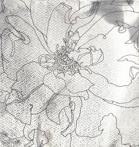 Rose Portrait 50
