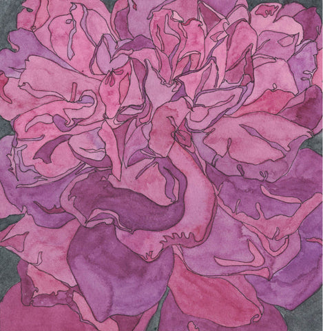 Rose Portrait 80
