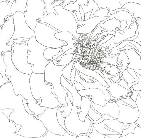 Rose Portrait 39